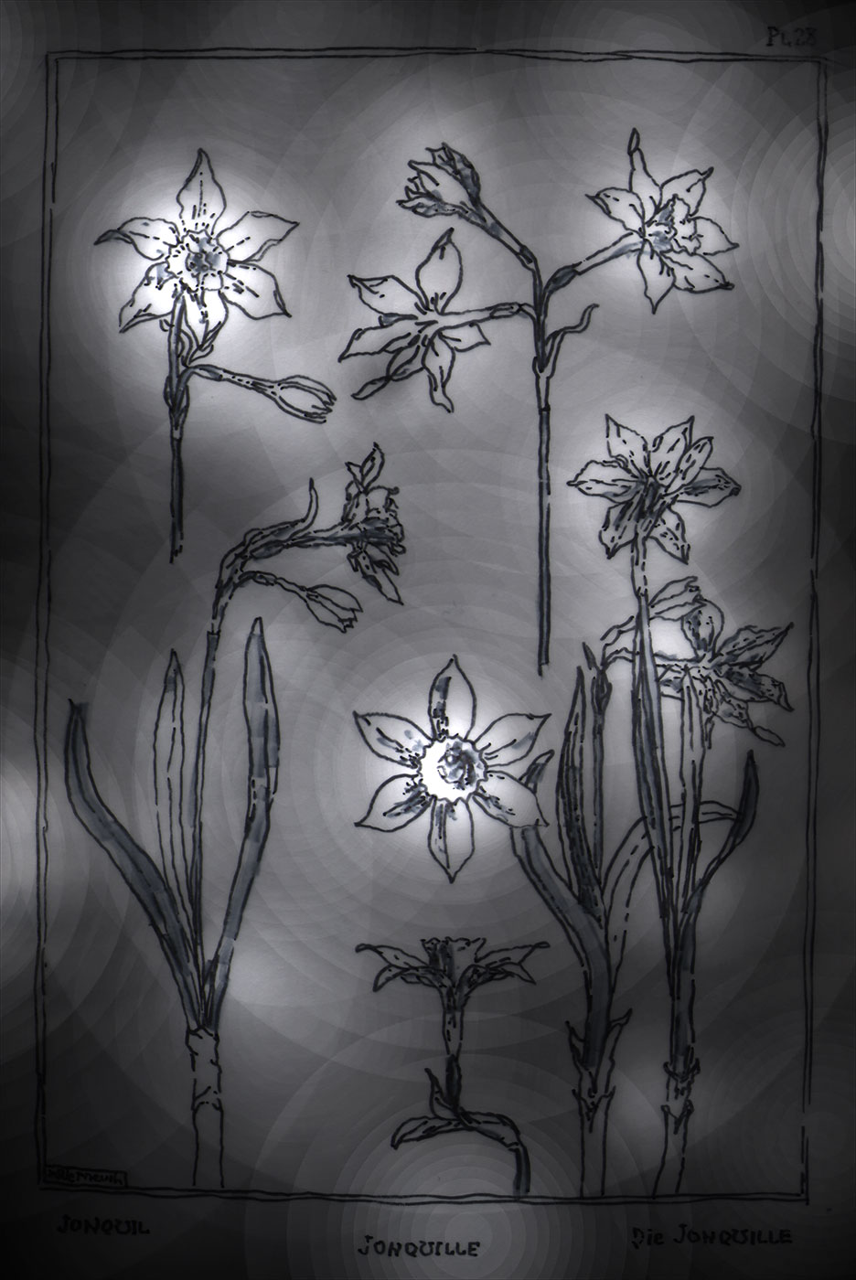 Narcissus Pseudonarcissus, Jonquilles ou Narcisses Jaunes
